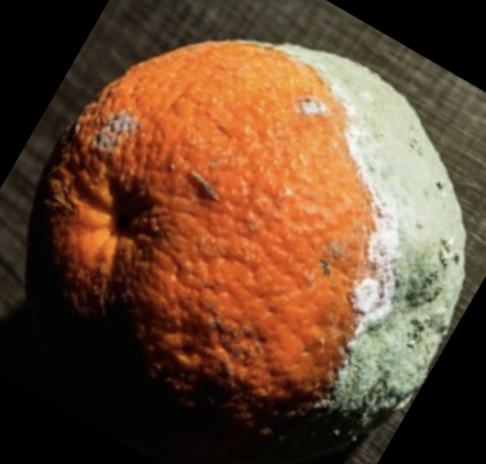 RottenOrange