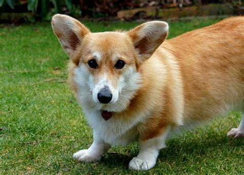 corgi