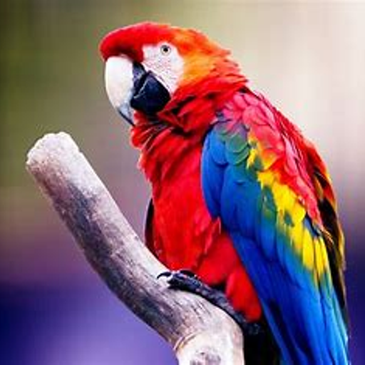 parrot-00001.png