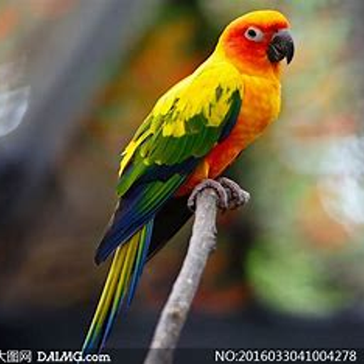 parrot-00002.png