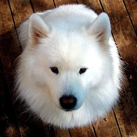 samoyed