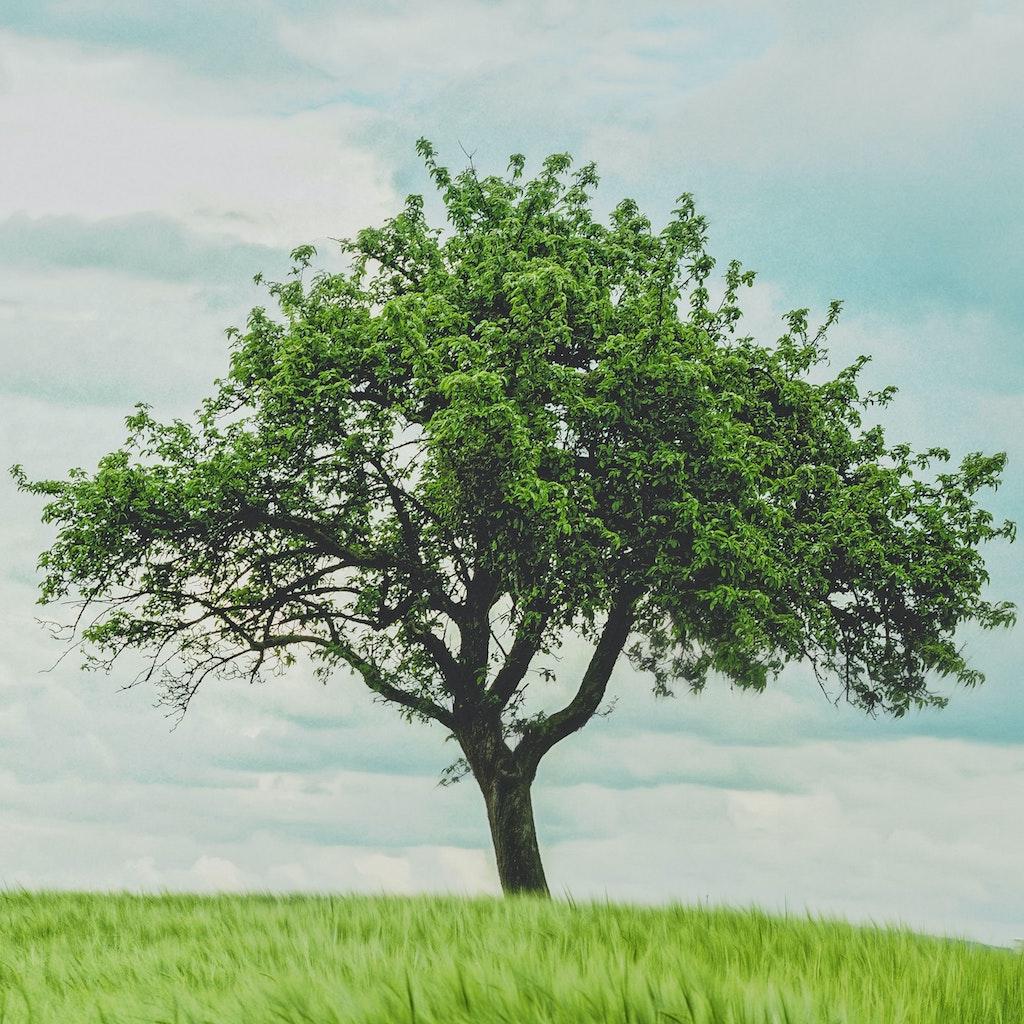tree_1.jpeg