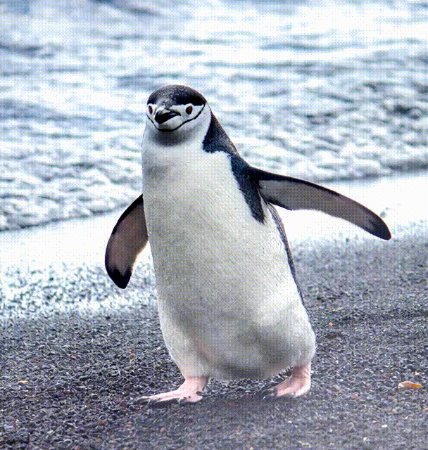 image-to-video-output.gif
