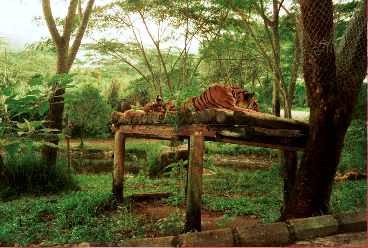 19880215B-36-tama-safari-bogor.preview.png