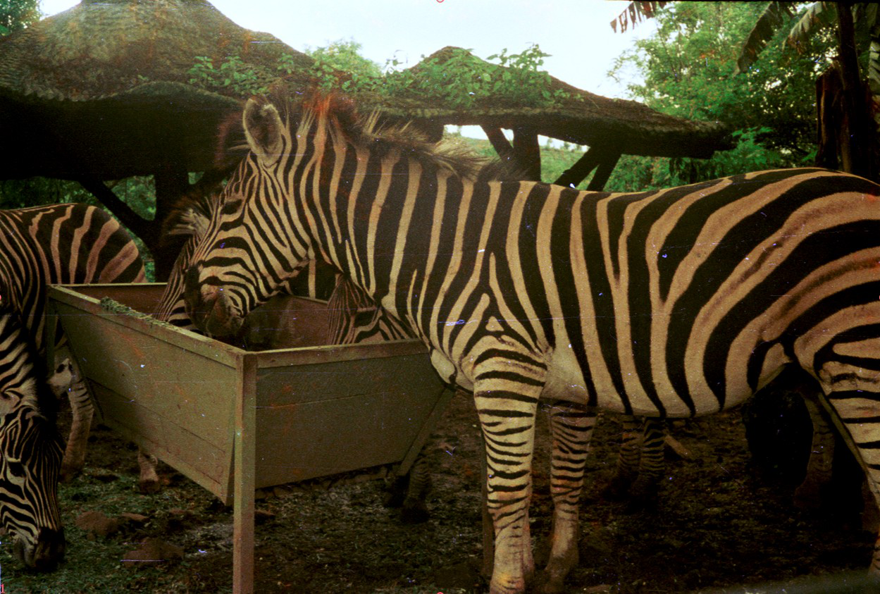 19880215B-26-tama-safari-bogor.preview.png