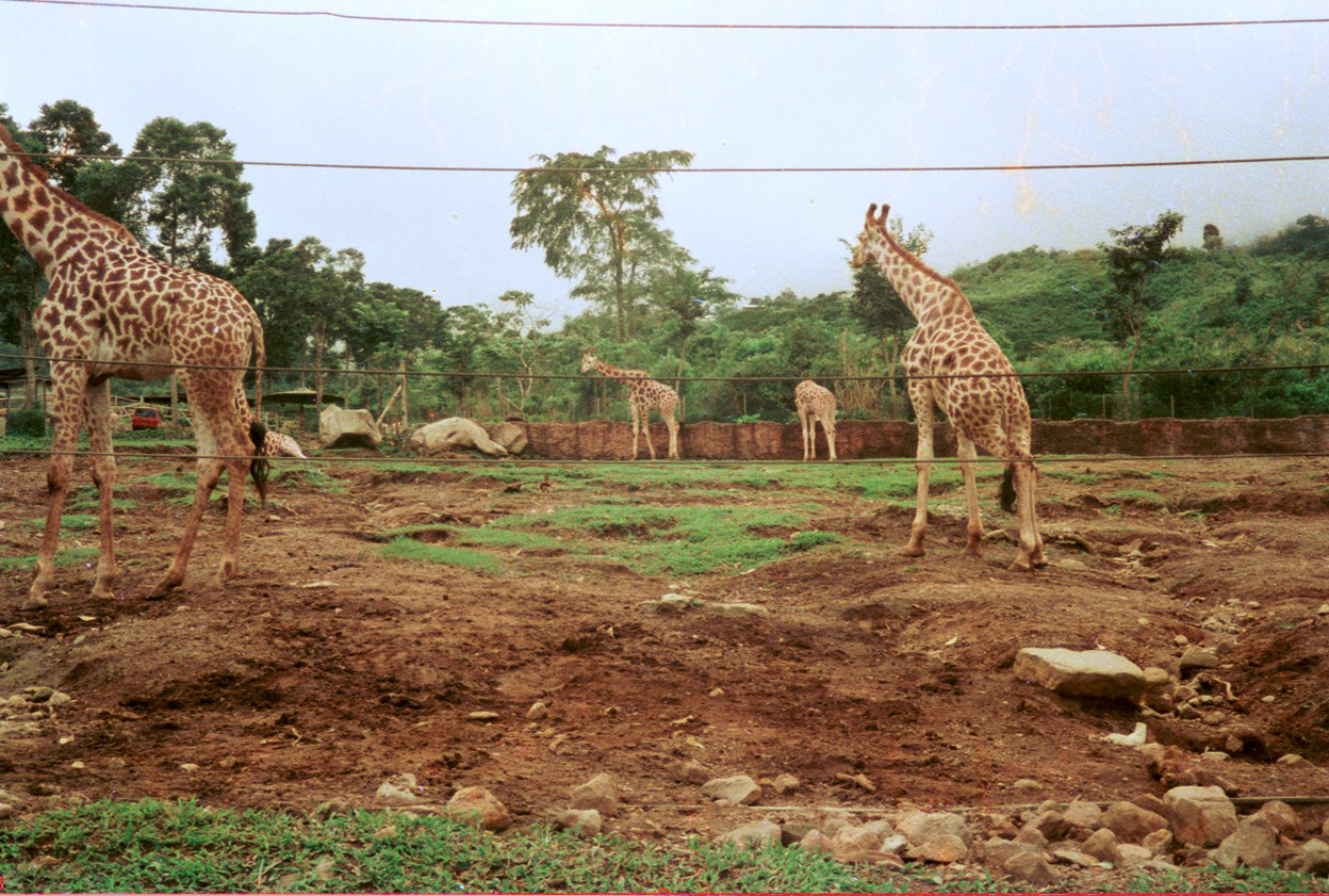 19880215B-31-tama-safari-bogor.preview.png