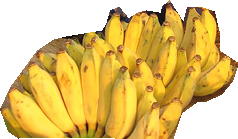 000000006407_segmented_1.png