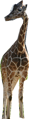000000382751_segmented_0.png