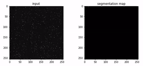 nucleus_segmentation.gif
