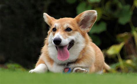 corgi.jpg