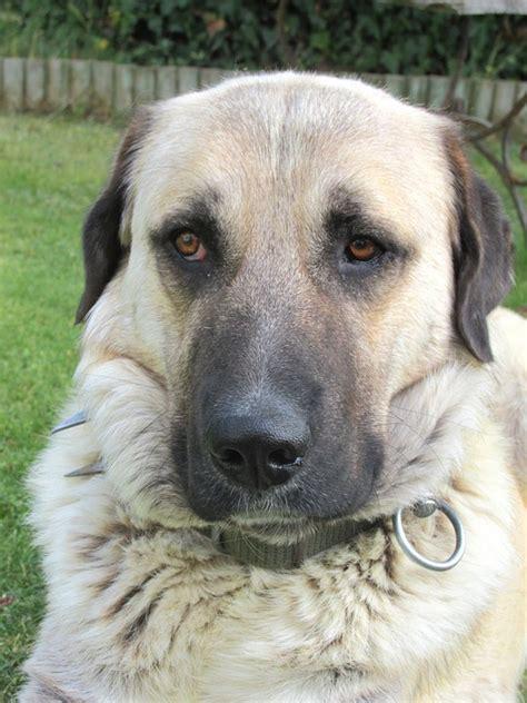 kangal