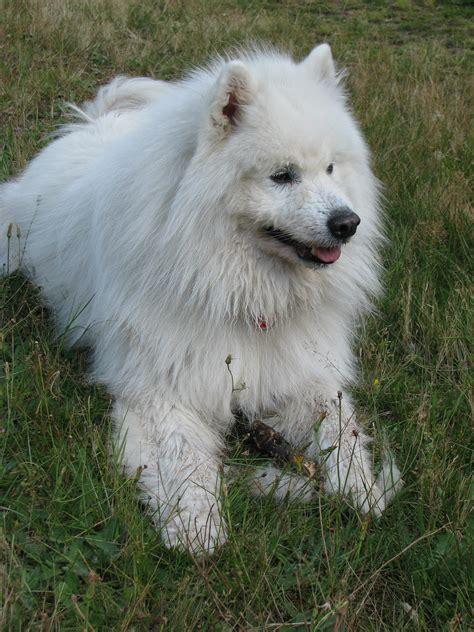 samoyed