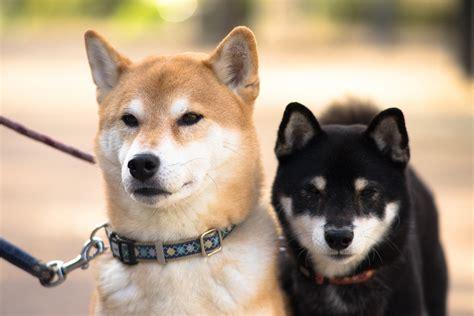 shiba_inu.jpg