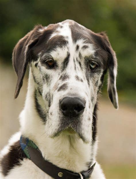 great_dane.jpg