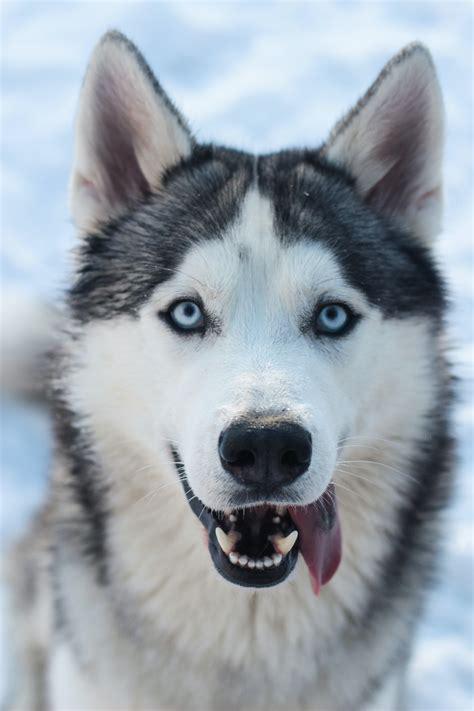 husky.jpg