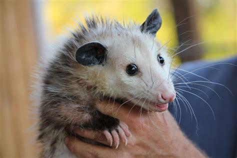 possum.jpg