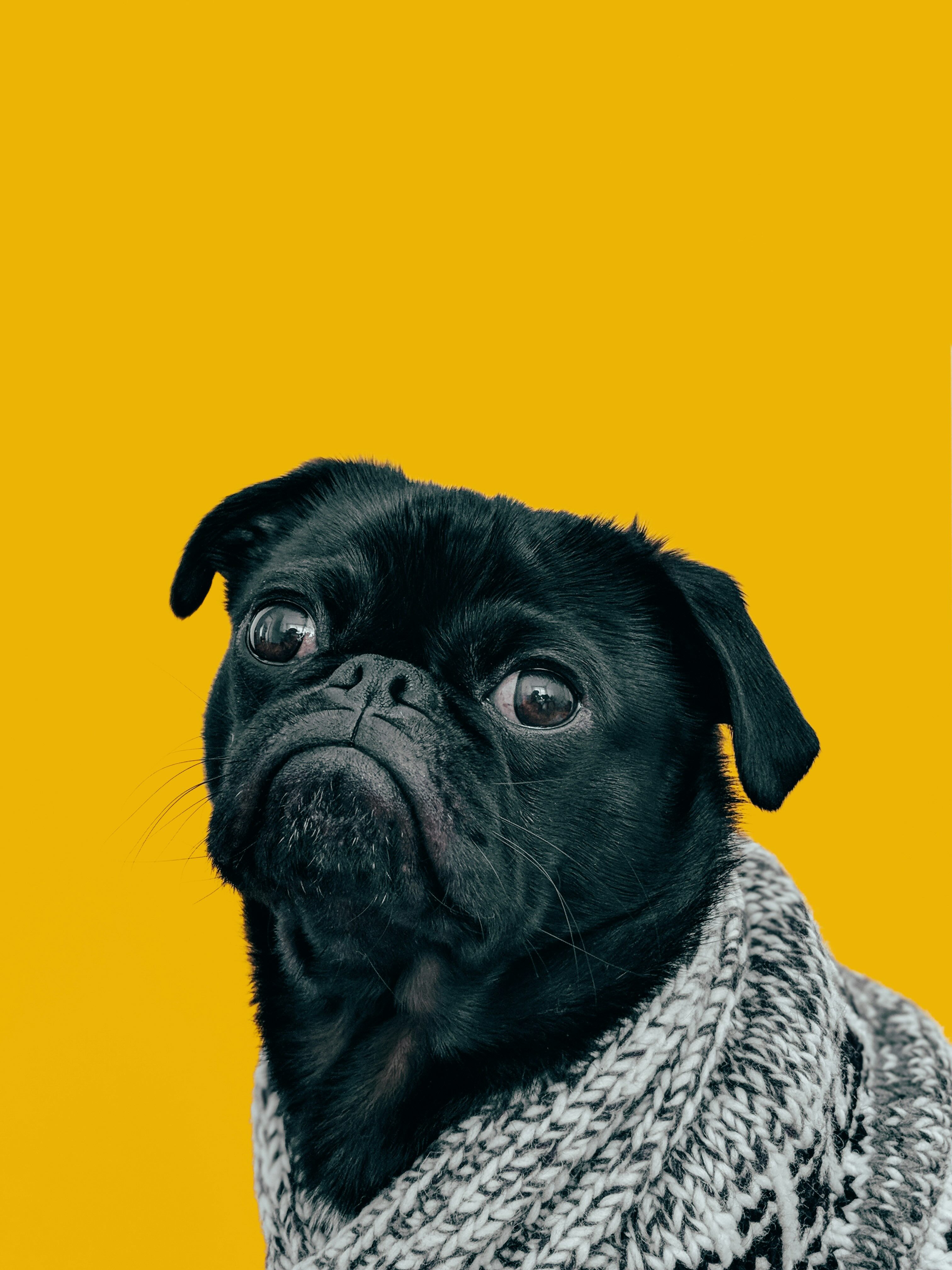 dog.jpeg