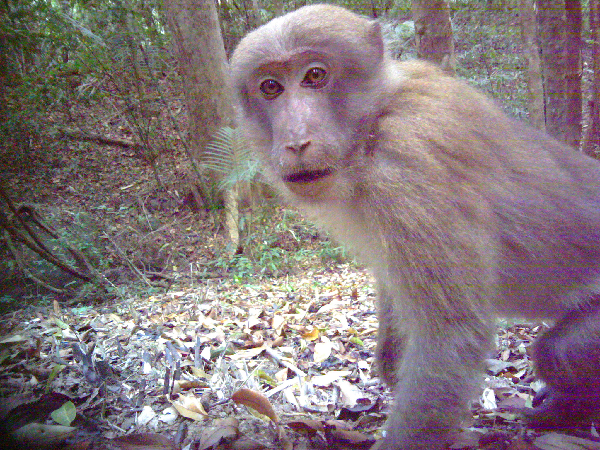 monkey_face.jpeg