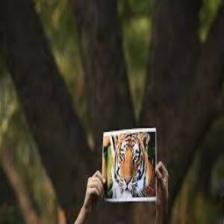 Tiger (1193).jpeg