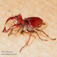 Beetle-Train (101).jpeg