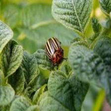 Beetle-Train (1047).jpeg