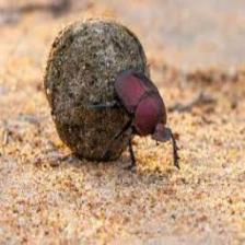 Beetle-Train (129).jpeg