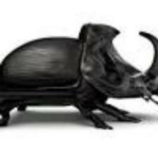 Beetle-Train (1385).jpeg