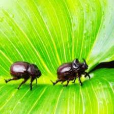 Beetle-Train (1424).jpeg