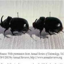Beetle-Train (1676).jpeg