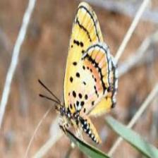 Butterfly-train (1044).jpeg