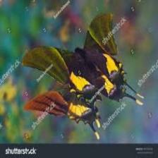 Butterfly-train (1078).jpeg