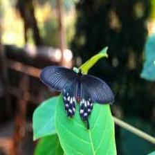 Butterfly-train (1099).jpeg