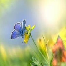 Butterfly-train (1295).jpeg