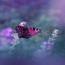 Butterfly-train (1374).jpeg