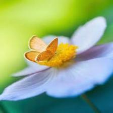 Butterfly-train (1391).jpeg