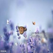 Butterfly-train (1415).jpeg