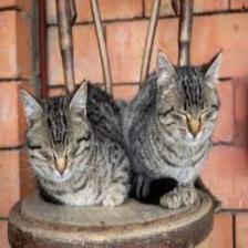 Cat-Train (1070).jpeg