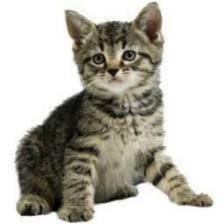 Cat-Train (122).jpeg