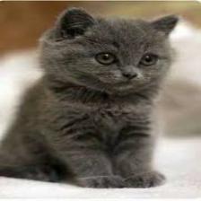 Cat-Train (1290).jpeg