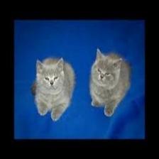 Cat-Train (1365).jpeg