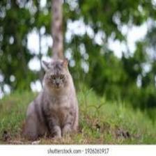 Cat-Train (1458).jpeg