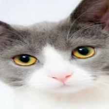 Cat-Train (1546).jpeg