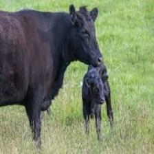 Cow-Train (1138).jpeg