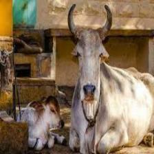 Cow-Train (1354).jpeg