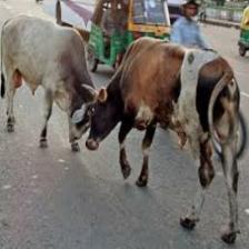 Cow-Train (1420).jpeg