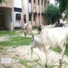Cow-Train (1467).jpeg