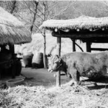 Cow-Train (1524).jpeg