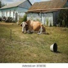 Cow-Train (1767).jpeg