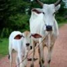 Cow-Train (1847).jpeg