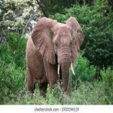 Elephant-Train (101).jpeg